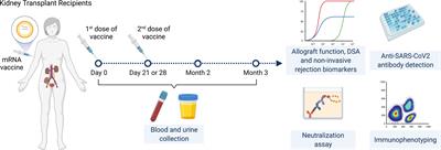 Non-Invasive Monitoring for Rejection in Kidney Transplant Recipients After SARS-CoV-2 mRNA Vaccination